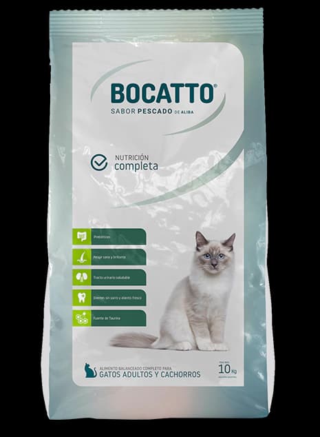 Bocato — Gato