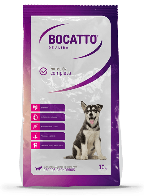 Bocato — Cachorro